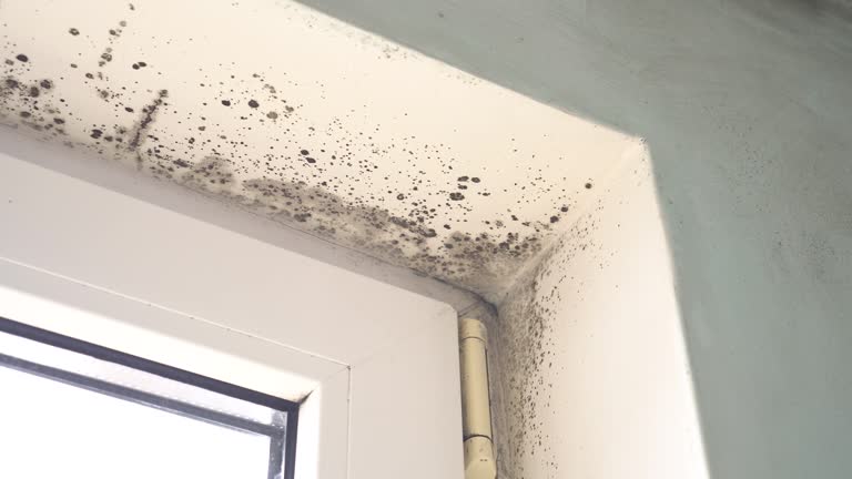 Why You Should Choose Our Mold Remediation Services in Show Low, AZ